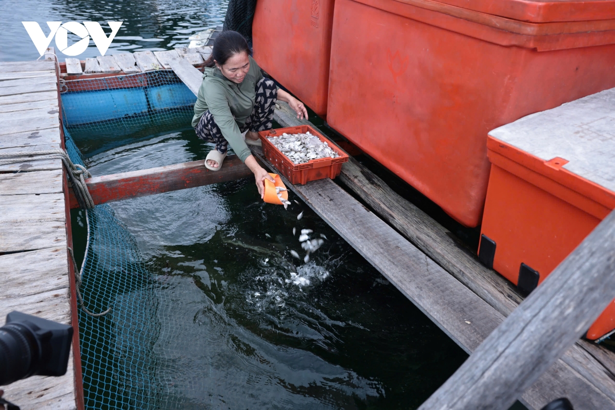 Nuôi cá lồng bè ở các đảo Tây Nam: Hướng phát triển kinh tế hiệu quả